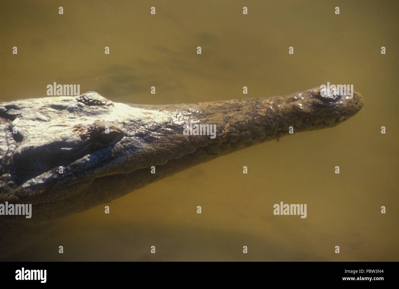 Cabeza de un cocodrilo de agua dulce, la Meseta de Kimberley, en Australia occidental. Foto de stock