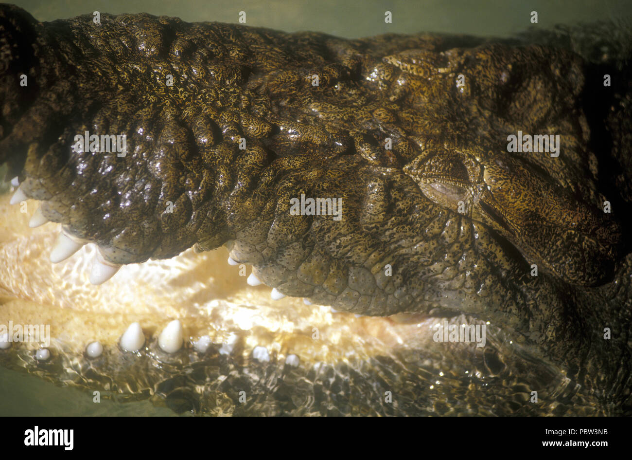 Cerca de la cabeza y la mandíbula de un estuario o cocodrilos de agua salada (CROCDYLUS POROSUS) Crocodile Park, el Territorio del Norte, Australia. Foto de stock