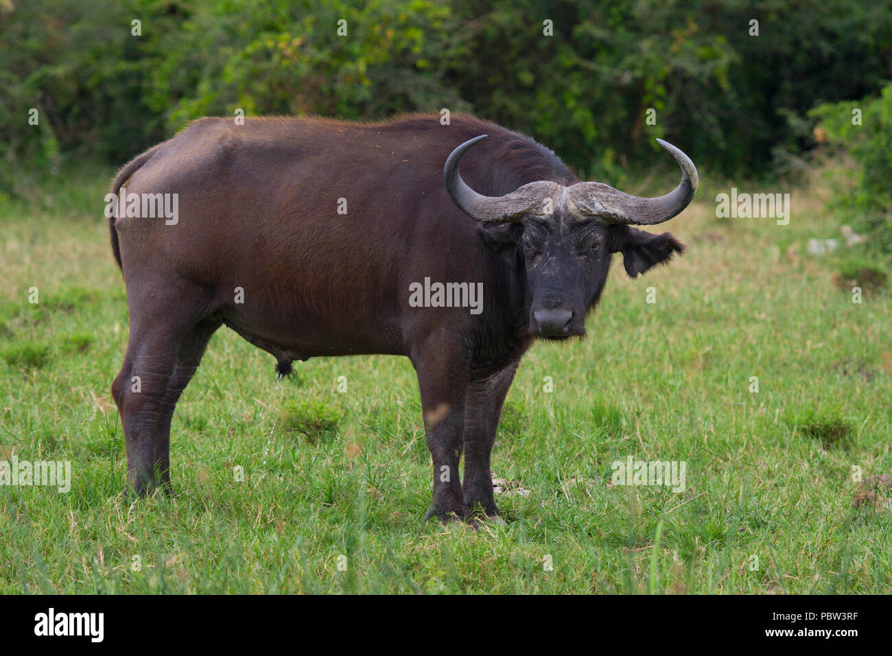 Buffalo, permanente, Canal Kazinga Toro Viejo, el Parque Nacional Queen Elizabeth, Uganda, África Oriental Foto de stock