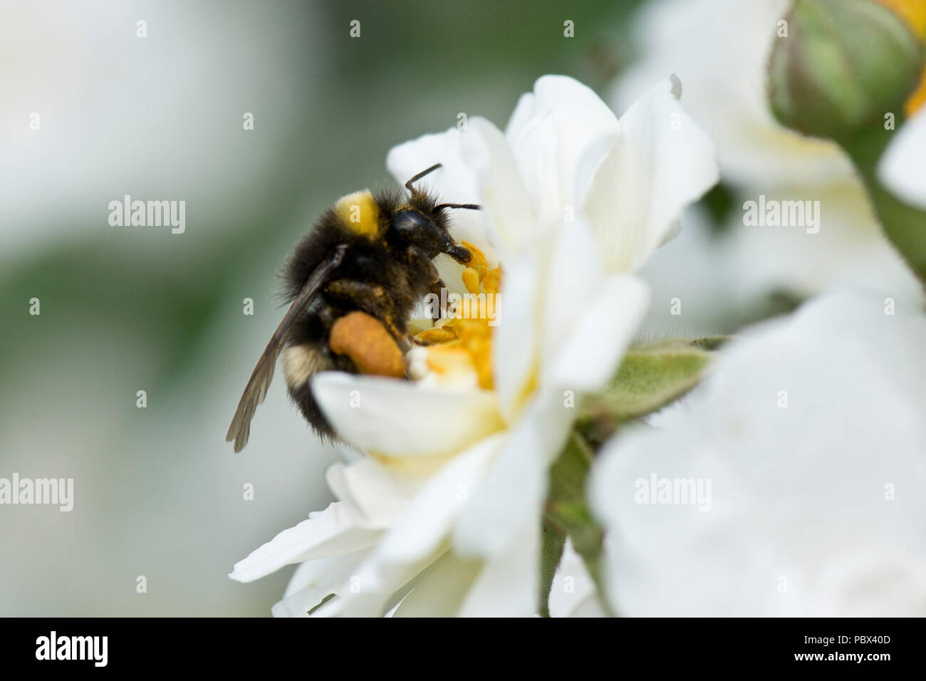 White-tailed bumblebee, Bombus lucorum, alimentándose de néctar y recogiendo polen en leg cestas con una rosa blanca flor, Junio Foto de stock