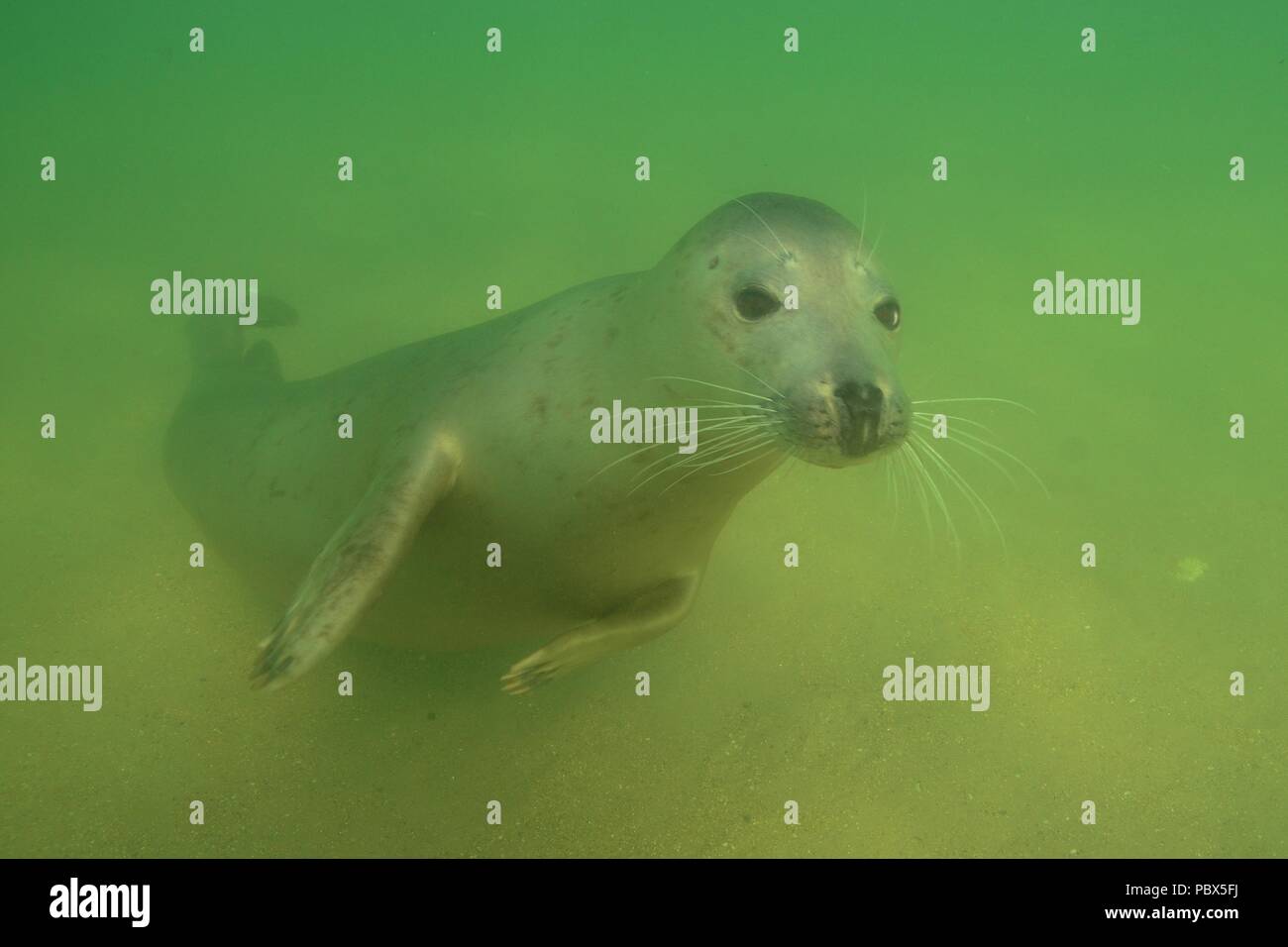 UW Unterwasser, focas grises, Kegelrobbe, Halichoerus grypus Foto de stock