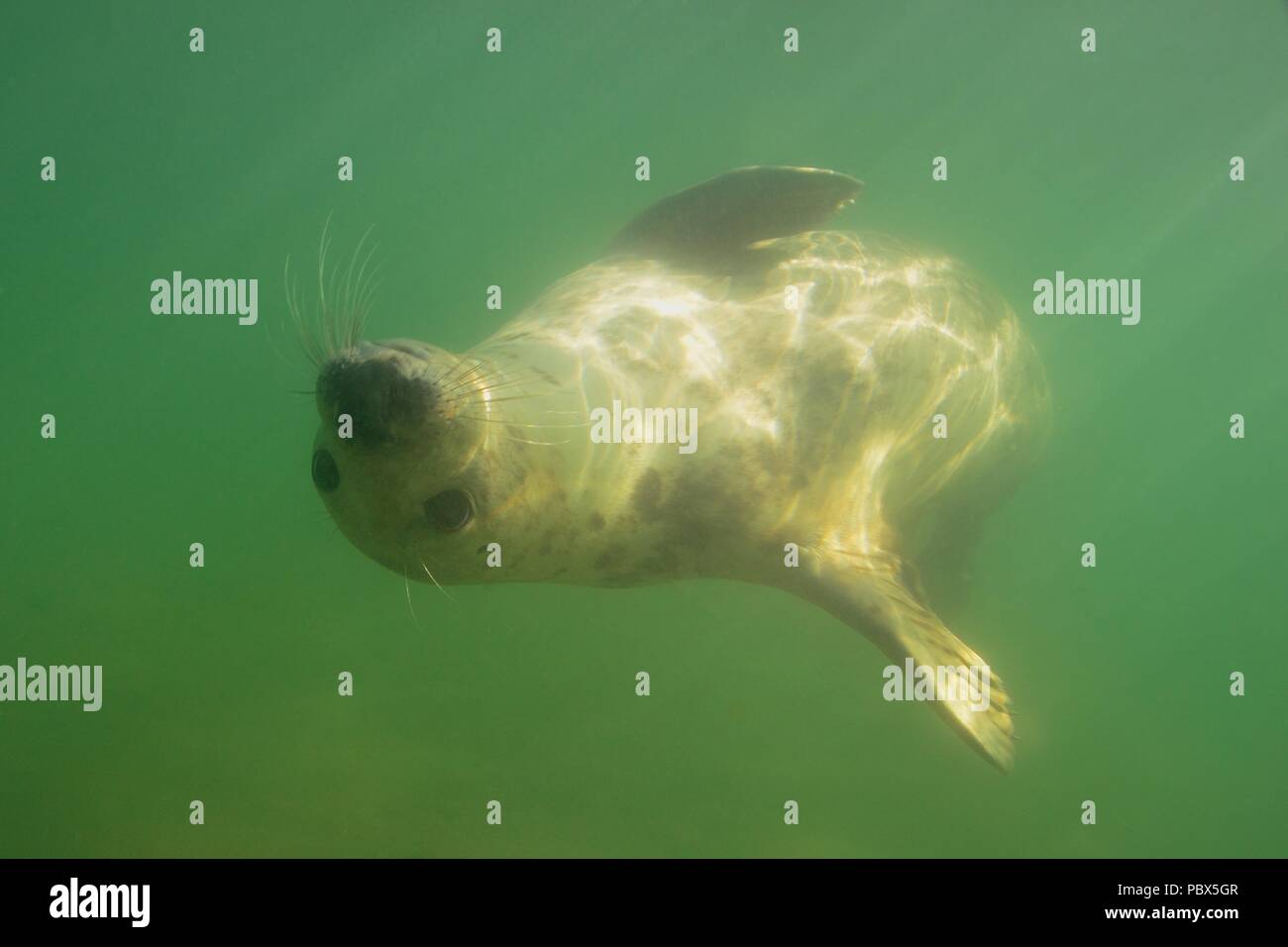 UW Unterwasser, focas grises, Kegelrobbe, Halichoerus grypus Foto de stock