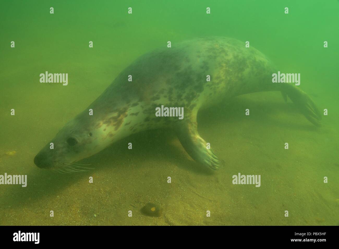 UW Unterwasser, focas grises, Kegelrobbe, Halichoerus grypus Foto de stock