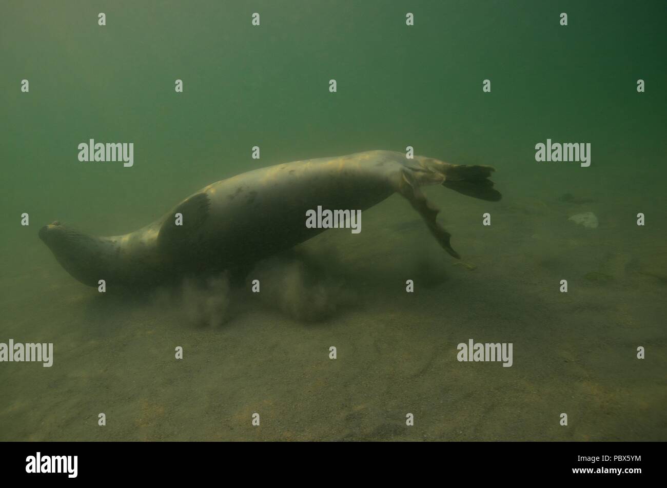 UW Unterwasser, focas grises, Kegelrobbe, Halichoerus grypus Foto de stock