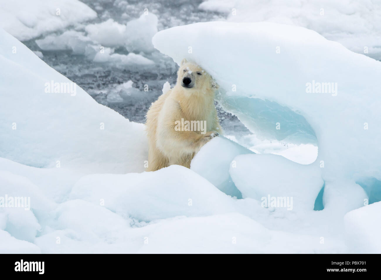 El oso polar (Ursus maritimus) rascarse la espalda y la cabeza en el bloque de hielo marino cerca de Svalbard, Noruega. Foto de stock