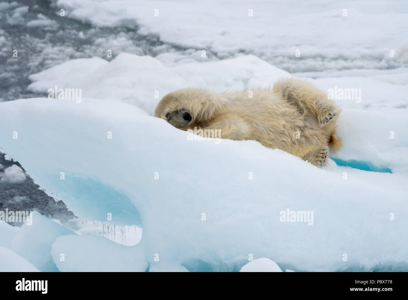 El oso polar (Ursus maritimus) rodando en el hielo cerca de Svalbard, Noruega. Foto de stock