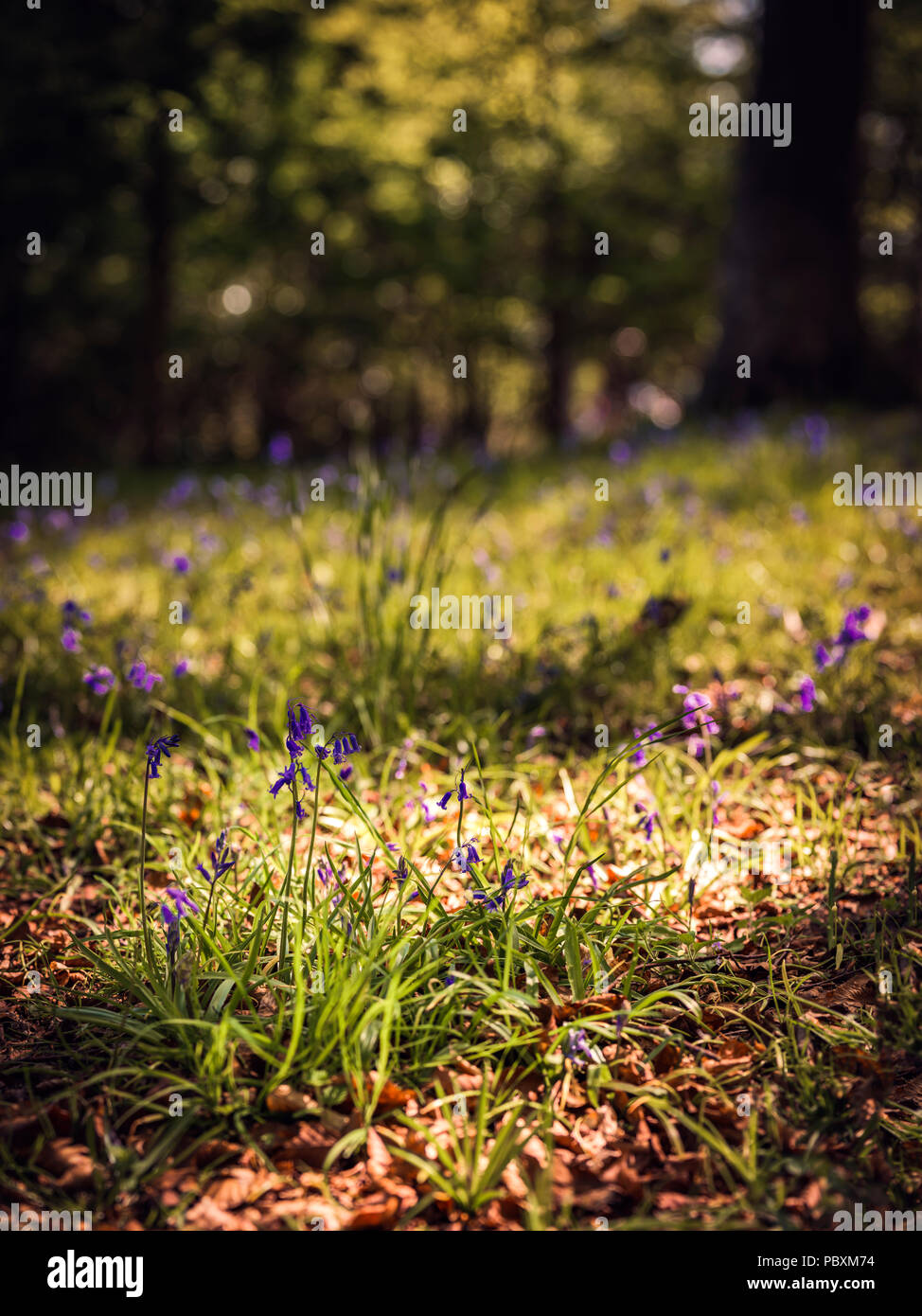 Las campánulas azules en primavera, en Ayrshire, Escocia, Reino Unido, Europa Foto de stock