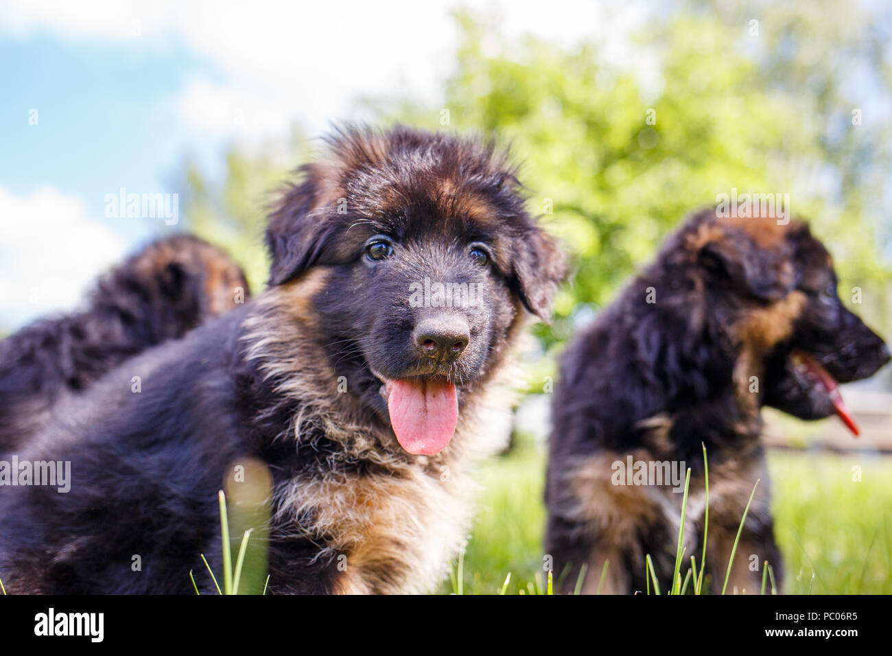 Dos cachorros de pastor alemán divirtiéndose en el césped Foto de stock