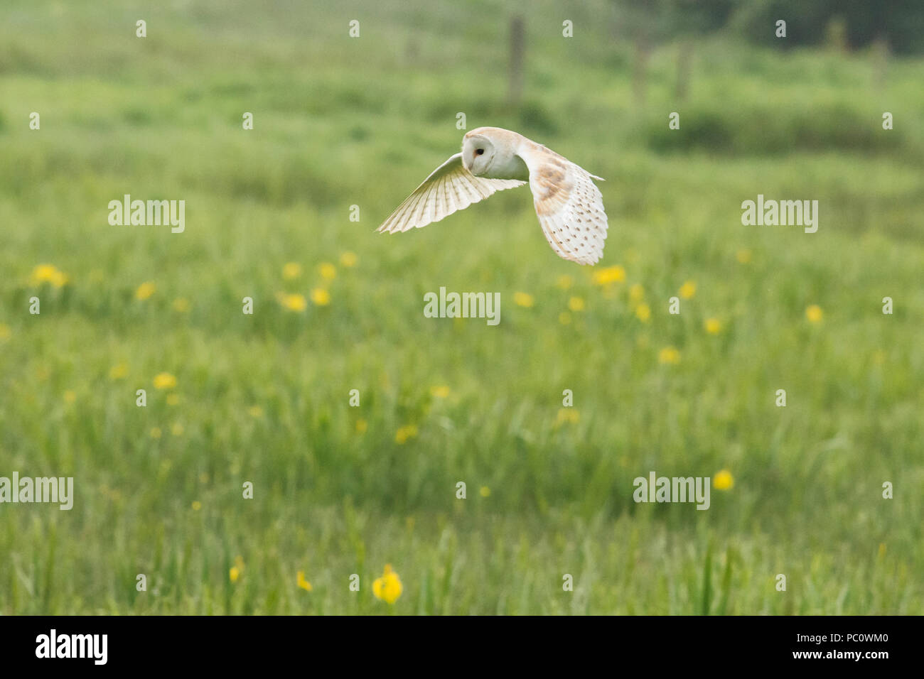 Lechuza, Tyto alba, caza sobre agua meadow, acuartelamiento, Norfolk Broads, Mayo. Temprano en la mañana. Foto de stock
