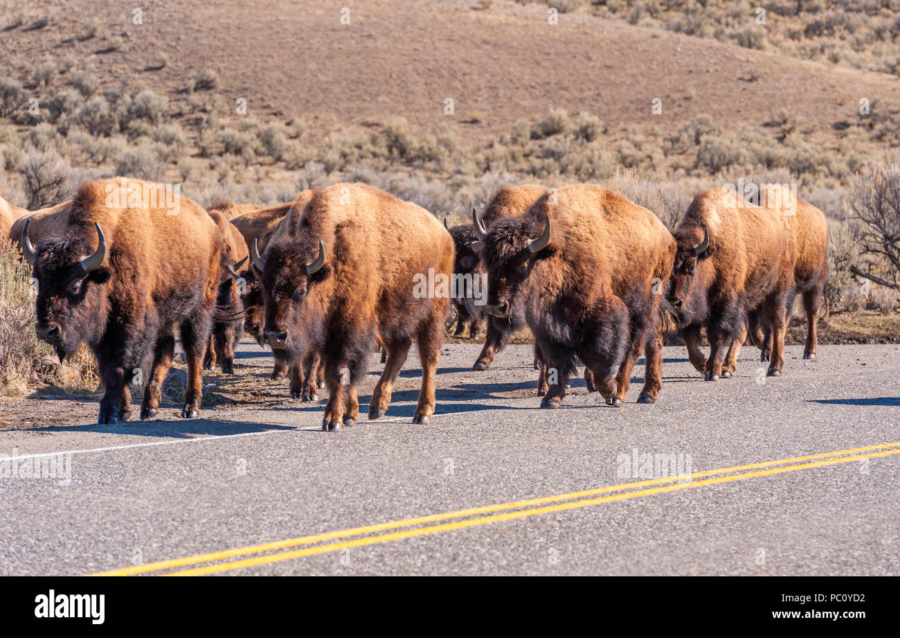 Bisonte americano o Búfalo en el Parque Nacional de Yellowstone. Foto de stock