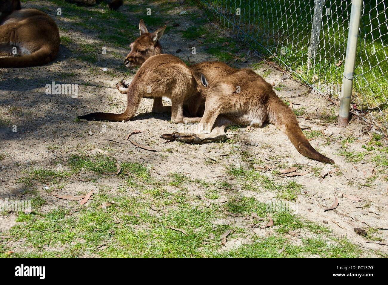 Una linda familia de canguros marrón peludo jugar afuera en Victoria (Australia) cerca de Melbourne, en un hermoso día soleado Foto de stock