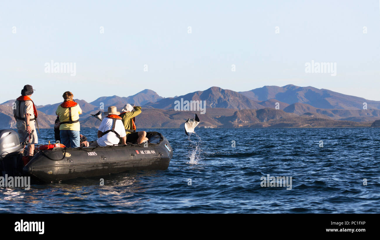 Munk adultos pigmeo del Devil Rays, Mobula munkiana, saltando cerca de Zodiac, Isla de Danzantes, BCS, México. Foto de stock