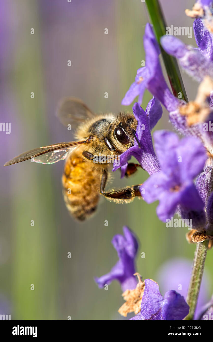 Una abeja de miel, Apis, sobre una flor de lavanda en el norte de Idaho. Foto de stock
