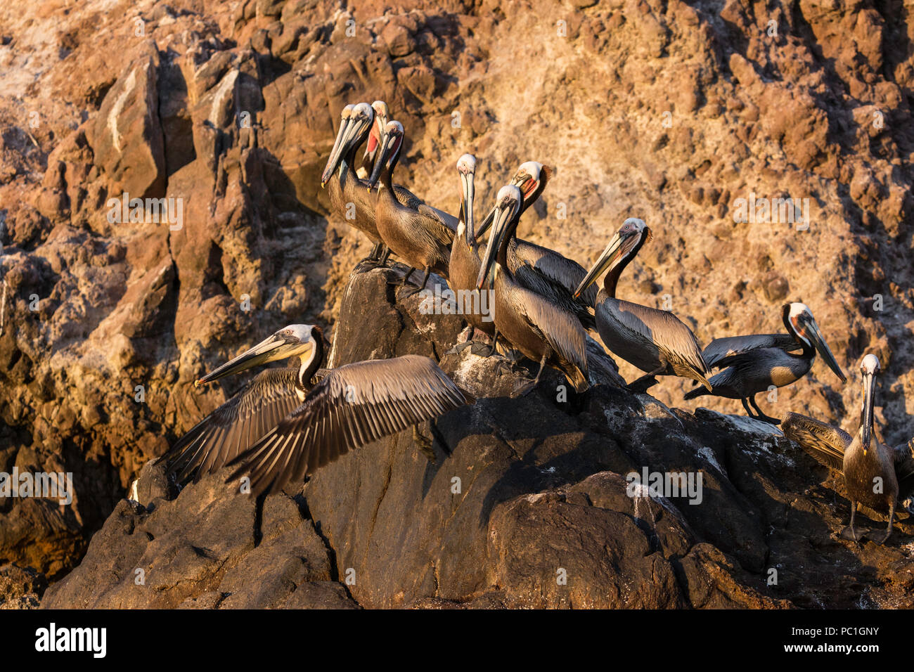 Isla san pedro martir fotografías e imágenes de alta resolución - Alamy