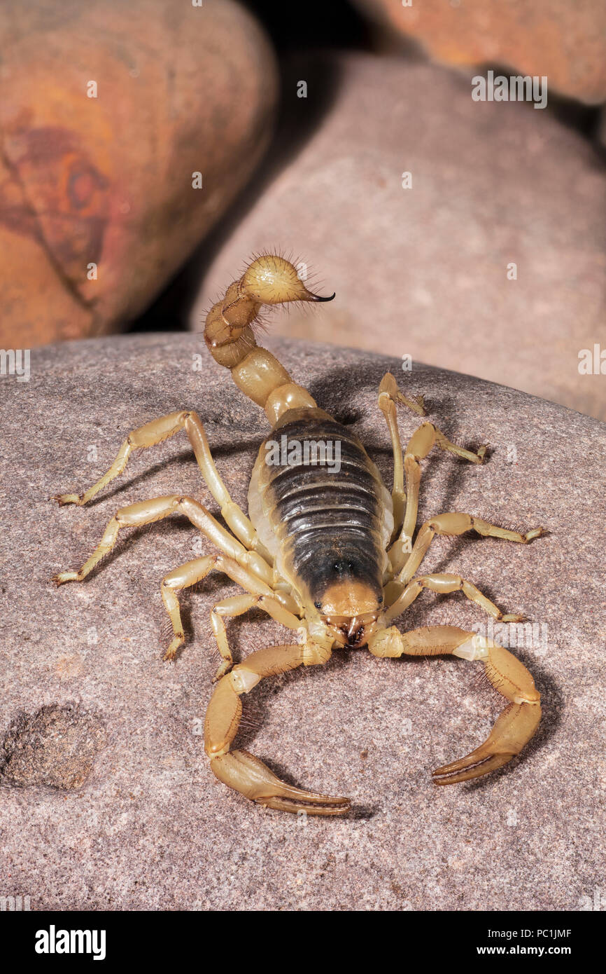 Asimismo, Scorpion Stripe-Tailed Devil Scorpion, Paravaejovis spinigerus Foto de stock