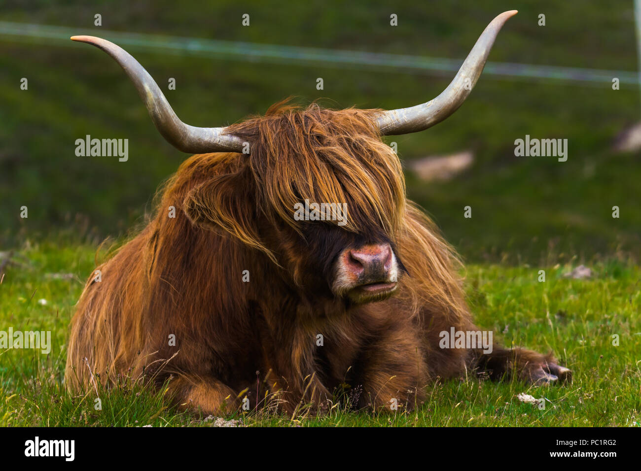 Highland ganado y gaélico escocés en un medow en Highlands escocesas Foto de stock