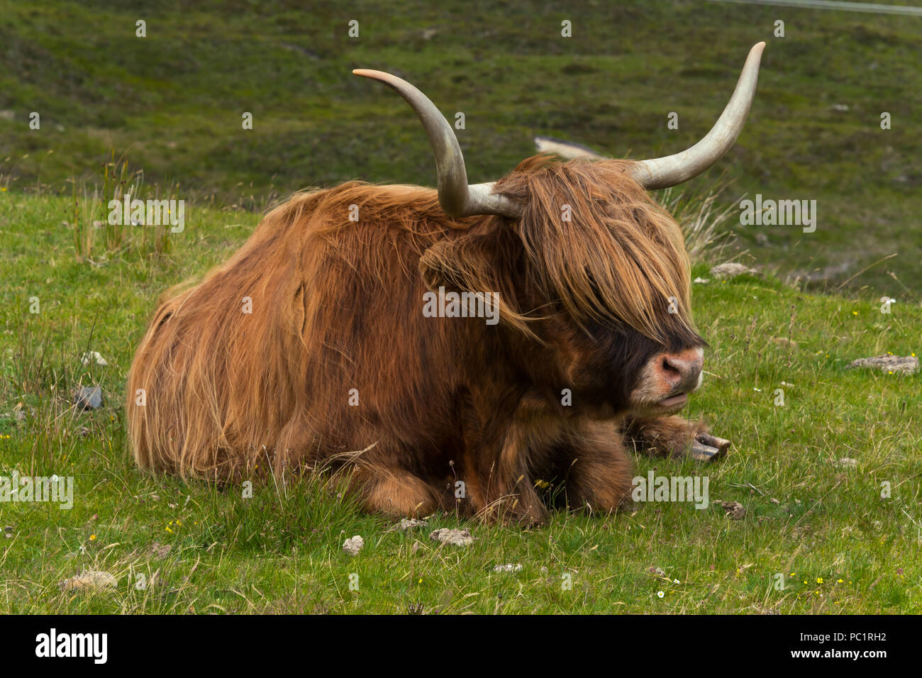 Highland ganado y gaélico escocés en un medow en Highlands escocesas Foto de stock