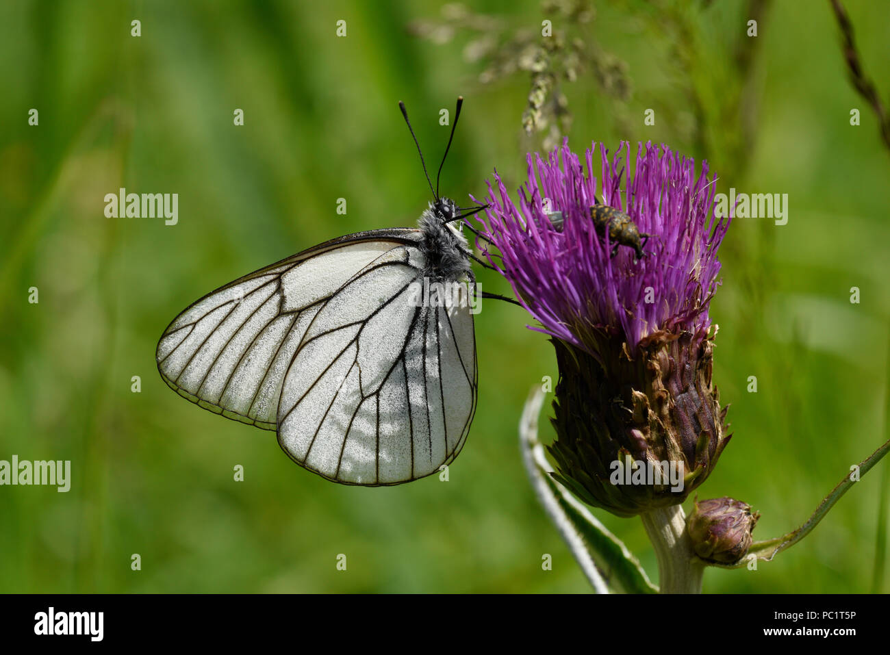 Mariposa blanca de color negro, alimentándose de la flor de Thistle, Estonia Foto de stock