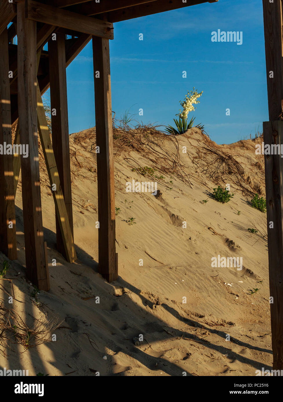 Un blooming Yucca Gloriosa (género Asparagaceae) resplandece en la cima de una duna de la playa por la mañana, enmarcado desde abajo por grandes escaleras de playa puestos, Outer Banks, NC Foto de stock