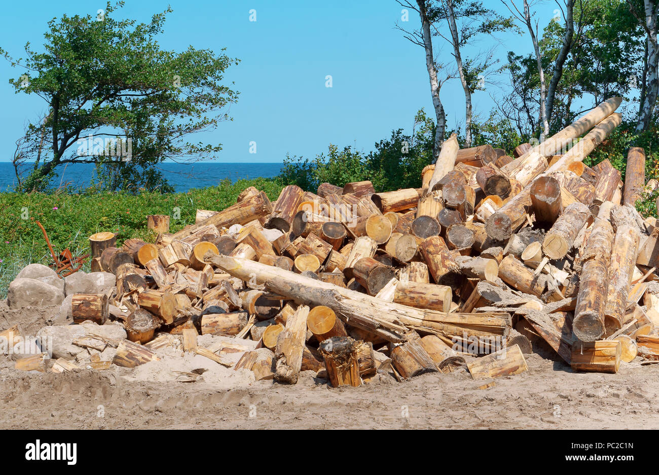 El registro en la costa, la deforestación, los árboles talados Foto de stock