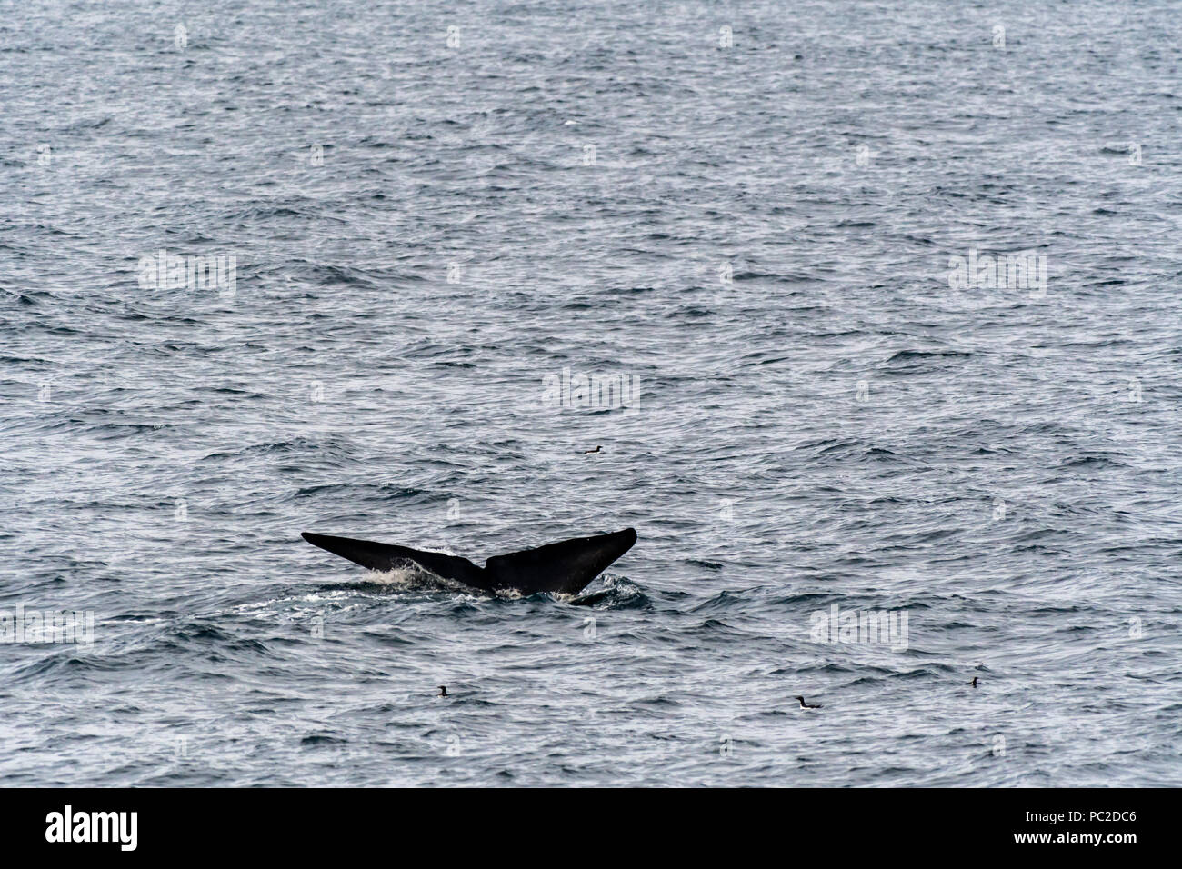 La ballena azul (Balaenoptera musculus) nadando cerca de la costa de Svalbard, Noruega. Foto de stock