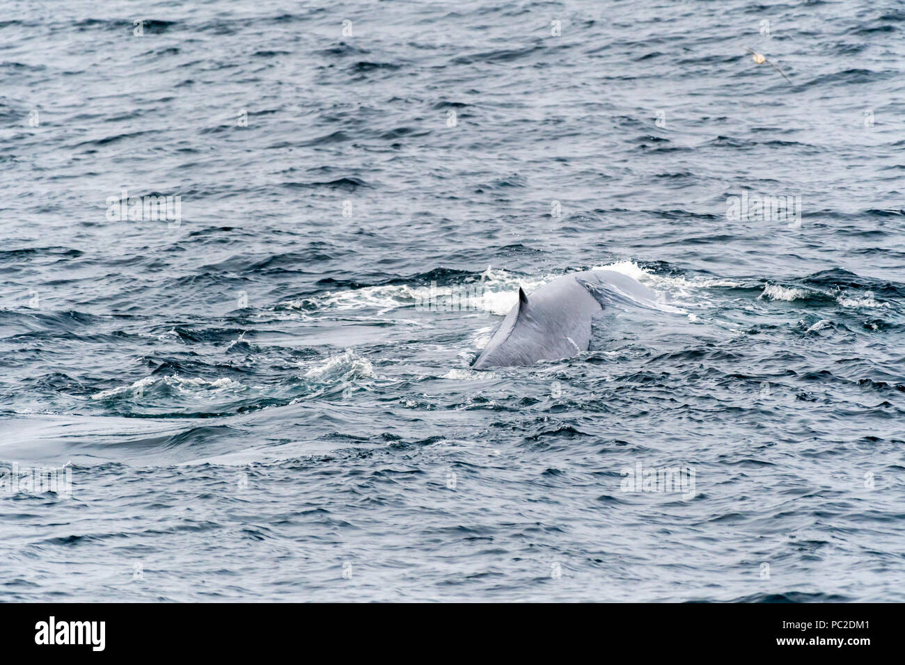 La ballena azul (Balaenoptera musculus) nadando cerca de la costa de Svalbard, Noruega. Foto de stock