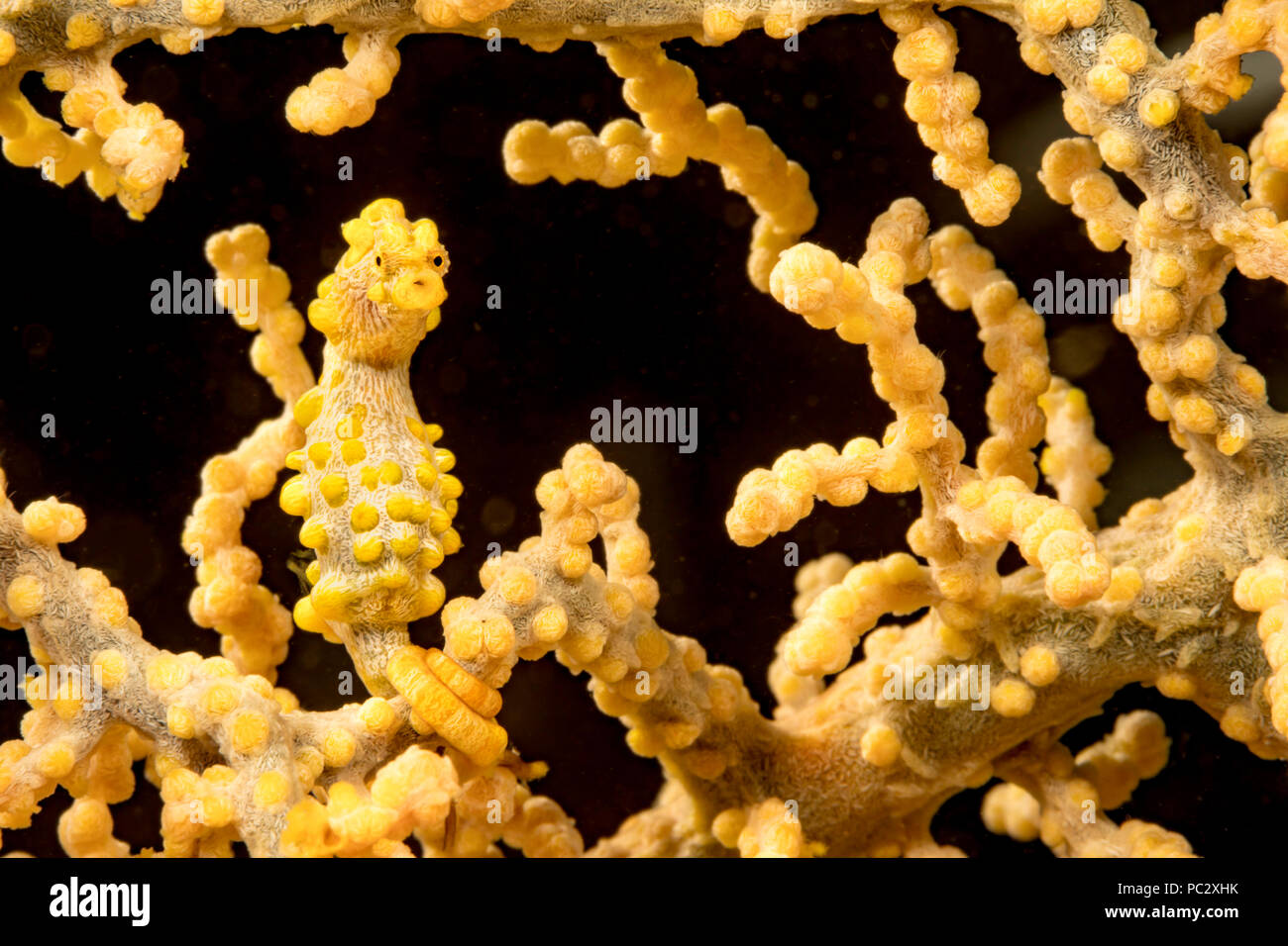 Amarillo Pigmeo Caballito de mar, Hippocampus bargibanti, Filipinas. También conocida como la Bargibant Pigmeo Caballito de mar, se encuentra desde el sur de Japón, tropical thr Foto de stock