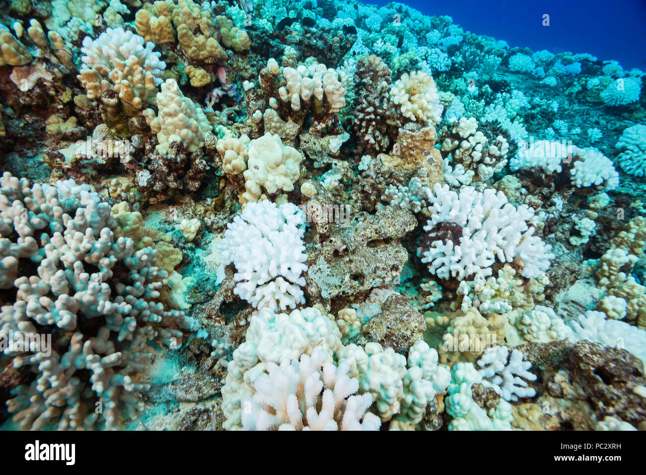Esta imagen, rodada en octubre de 2015, muestra el blanqueamiento del coral en un arrecife hawaiano. Las colonias de coral Pocillopora meandrina coliflor, parece ser th Foto de stock