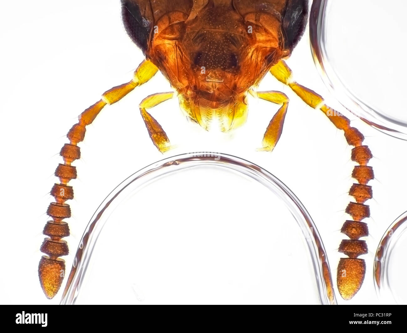 Micrografía de luz de un pequeño escarabajo de Rove (Staphylinidae) jefe de área, la foto es de aproximadamente 1 mm de ancho Foto de stock