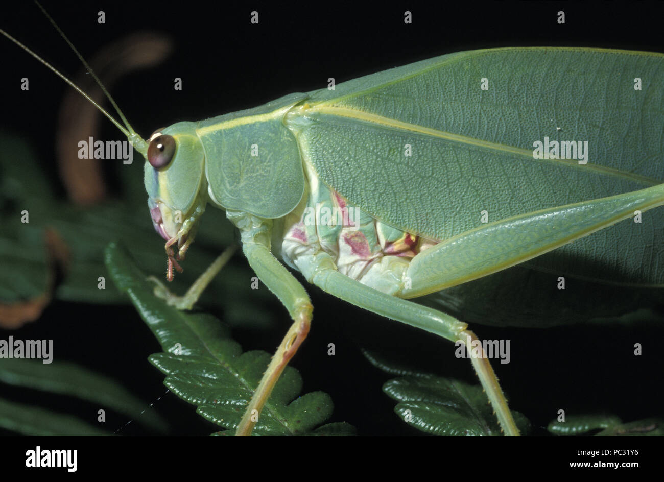 Cierre de goma de mascar hoja saltamontes americanos (también conocido como de cuernos largos) TETTIGONIIDAE GRASSHOPPER Foto de stock