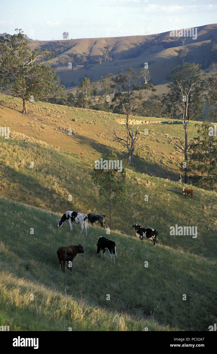 El pastoreo de ganado en las colinas del valle de hawkesbury, New South Wales, Australia Foto de stock