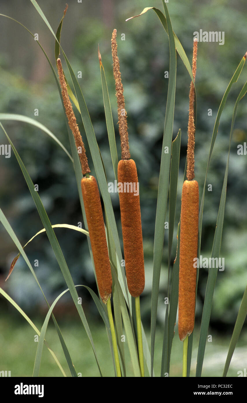 La espadaña (BULLRUSH, Typha capensis), también conocido como totoras Foto de stock