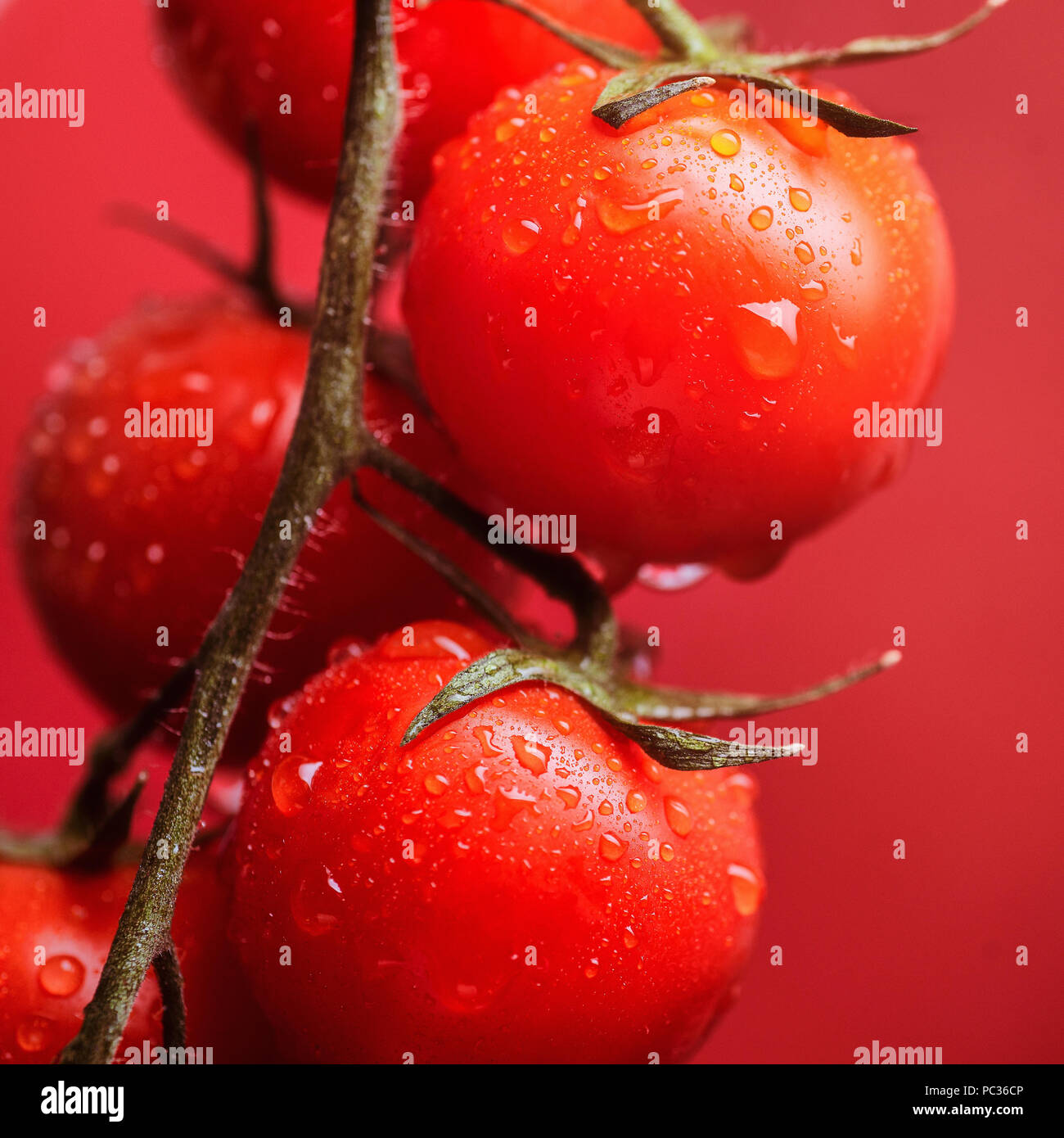 Vegan rojos tomates cherry en los arbustos y fondo rojo. Foto de stock