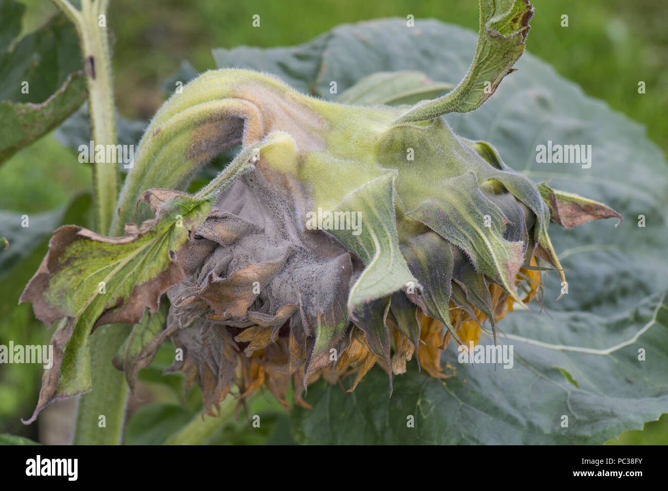 El moho gris, Botrytis cinerea, sobre una gran flor de girasol como empieza a ir a la semilla Foto de stock