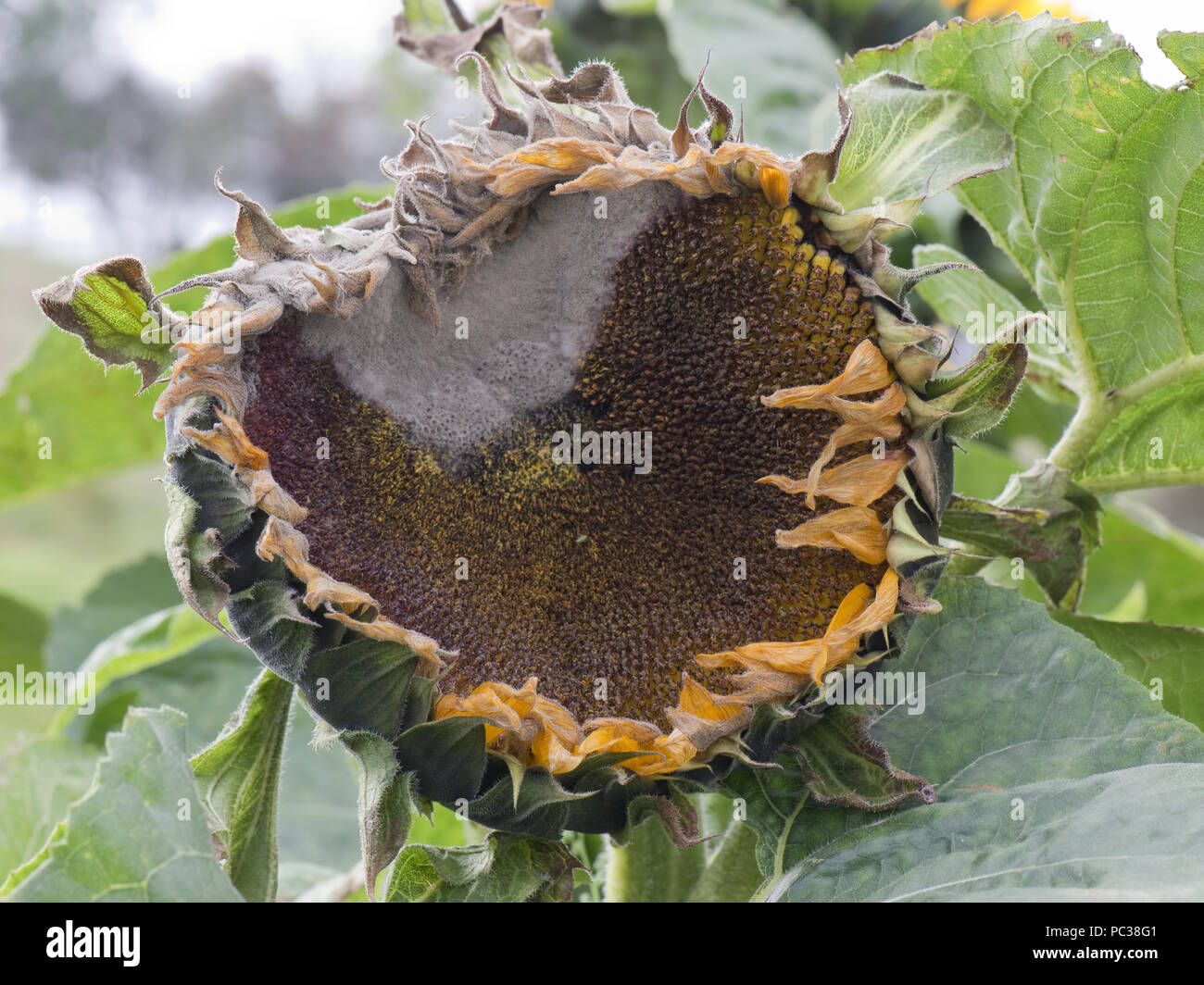 El moho gris, Botrytis cinerea, sobre una gran flor de girasol como empieza a ir a la semilla Foto de stock