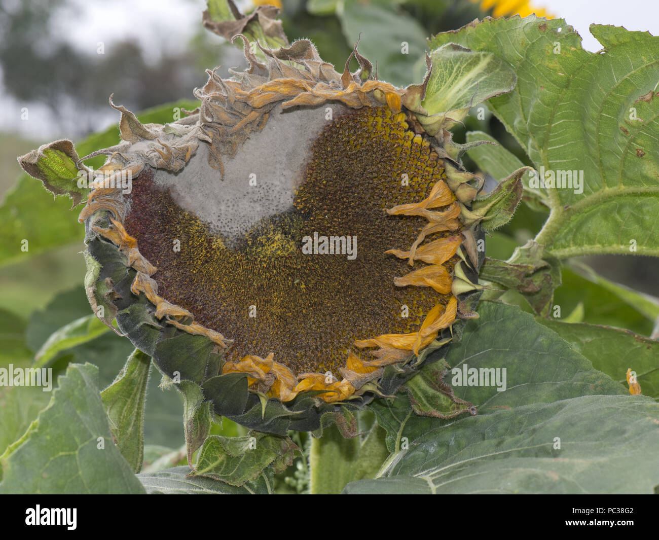 El moho gris, Botrytis cinerea, sobre una gran flor de girasol como empieza a ir a la semilla Foto de stock