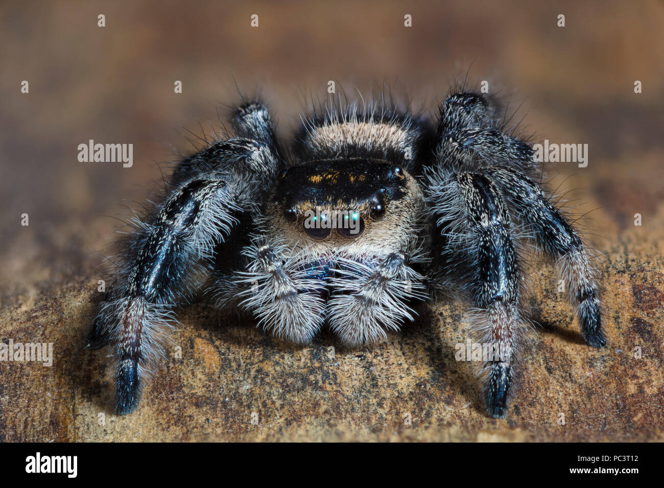 Cierre de un Regal Jumping Spider, Phidippus regius Foto de stock