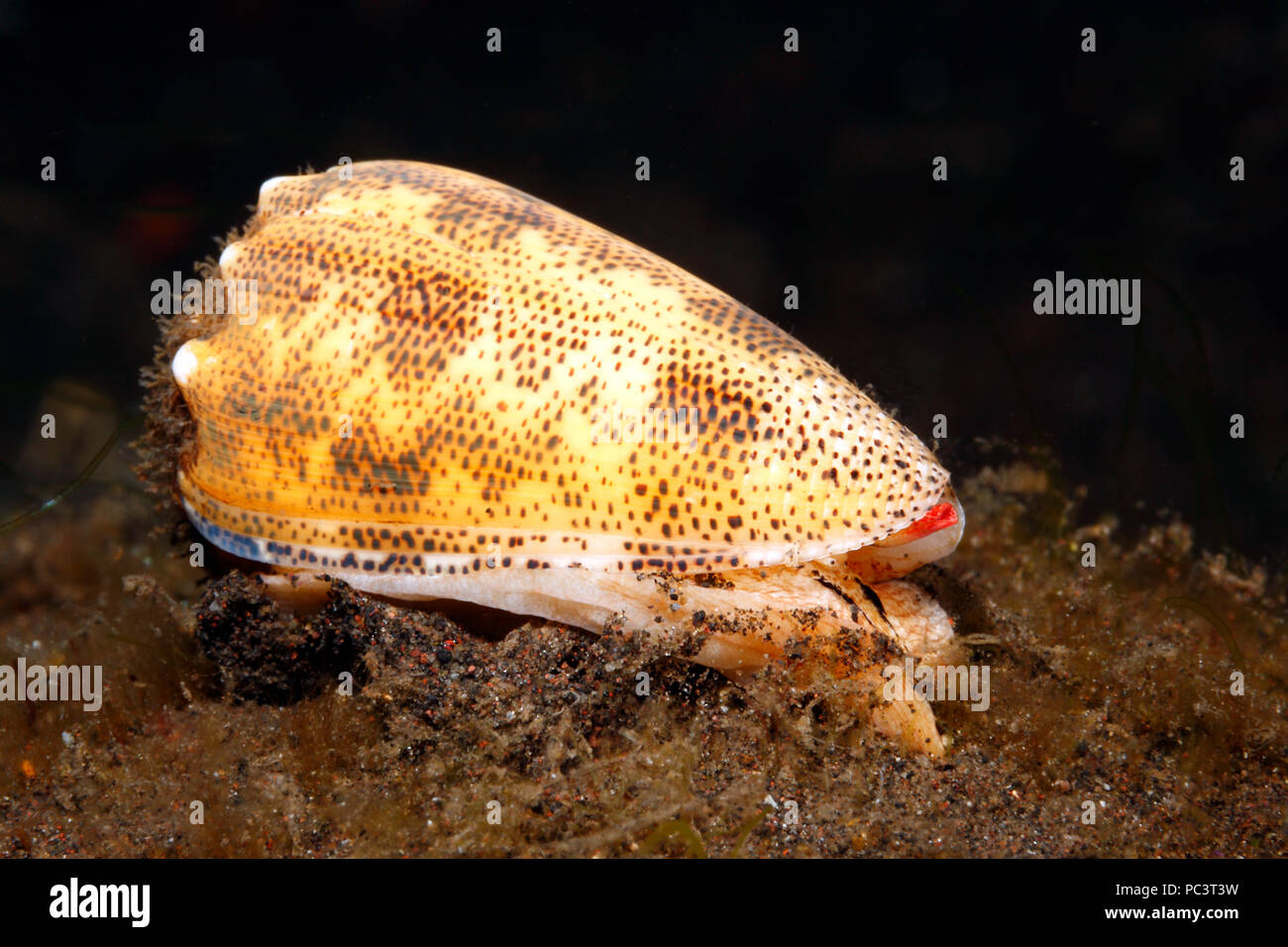 Cono espolvoreado de arena shell, Conus arenatus. Vida subacuática, mostrando los pies, manto, syphon y ojo. Tulamben, Bali, Indonesia. Bali, mar, océano Índico Foto de stock