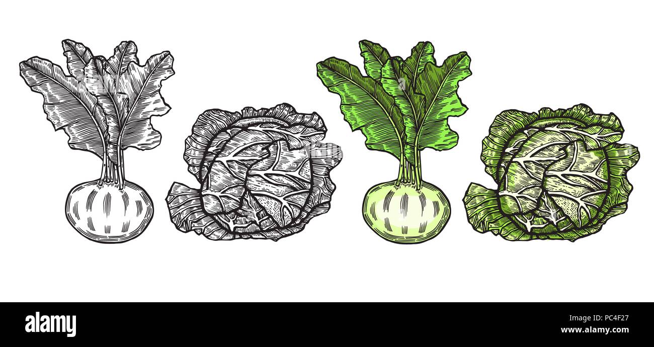Verduras dibujado en tinta sobre un fondo de color beige. Dibujo Vectorial alimentos. El repollo y remolacha. Ilustración del Vector