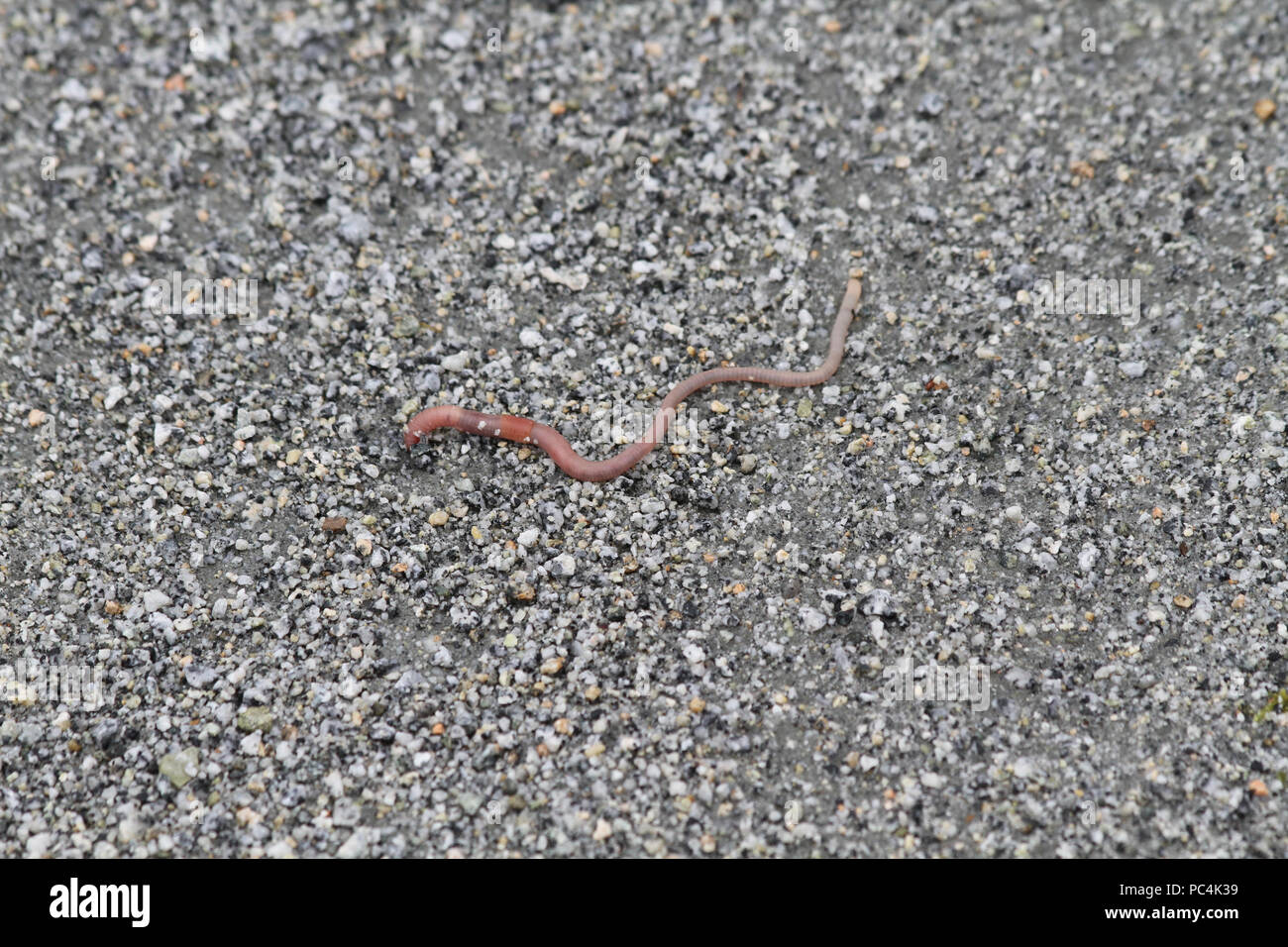 Analidos o lombriz de trierra fotografías e imágenes de alta resolución -  Página 14 - Alamy