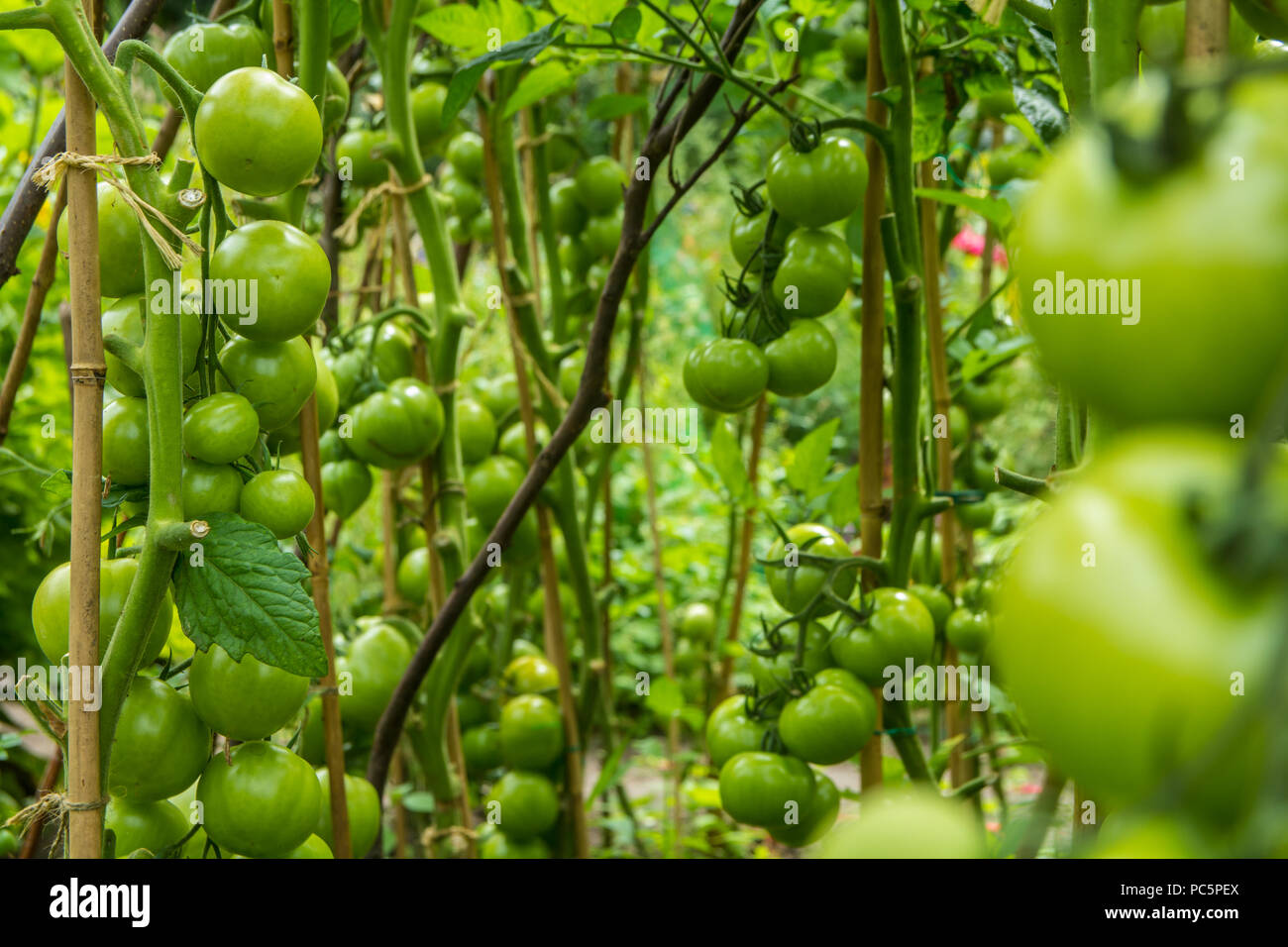 Cultivo De Tomate Verde Mullidos En Exuberantes Vinedos En El Jardin Fotografia De Stock Alamy