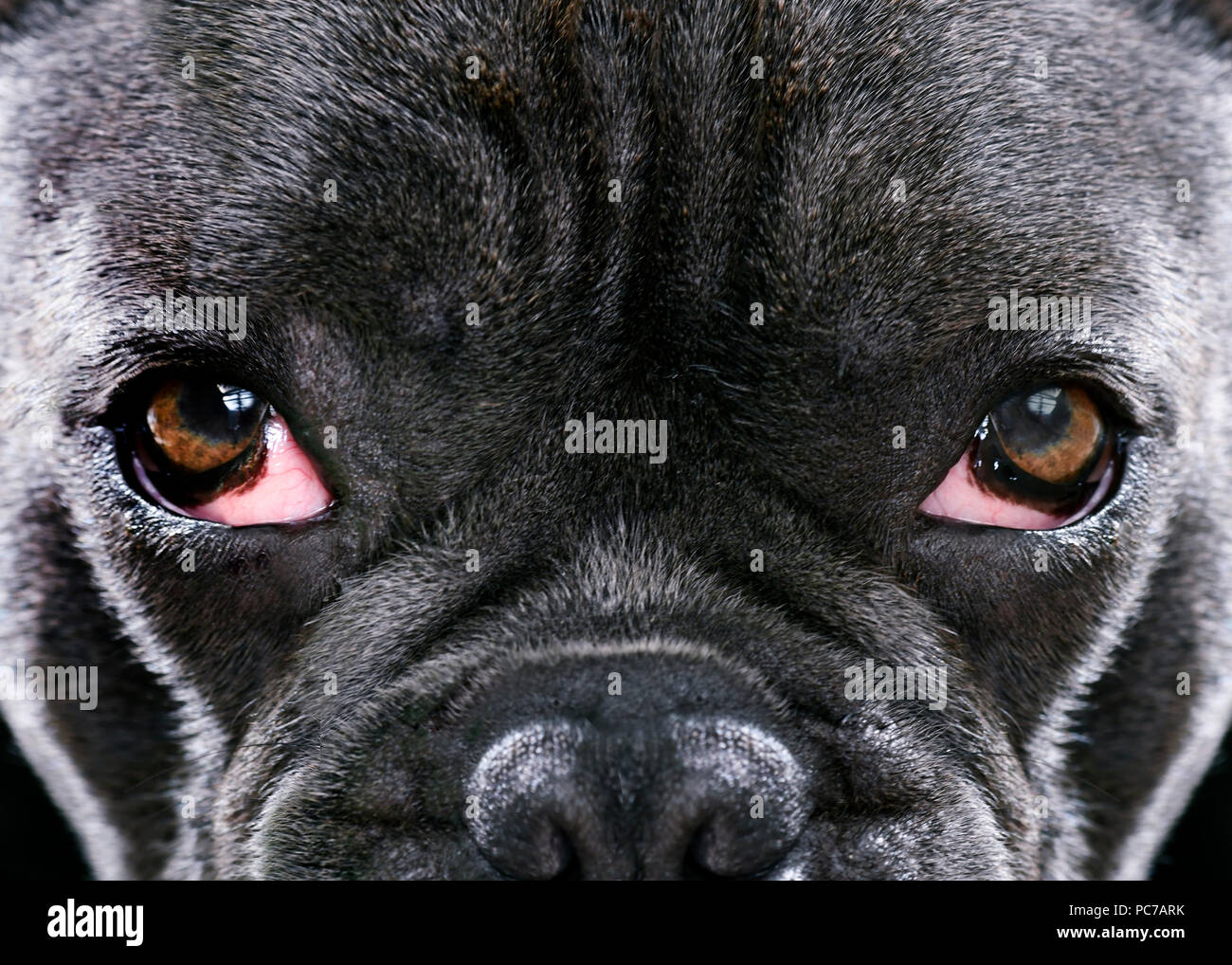 Bulldog Francés azul con malos ojos hinchados debido a una infección,  enfermo, perros ojos vistos en pleno y de cerca, el enfoque selectivo al  espacio una copia del anuncio Fotografía de stock -