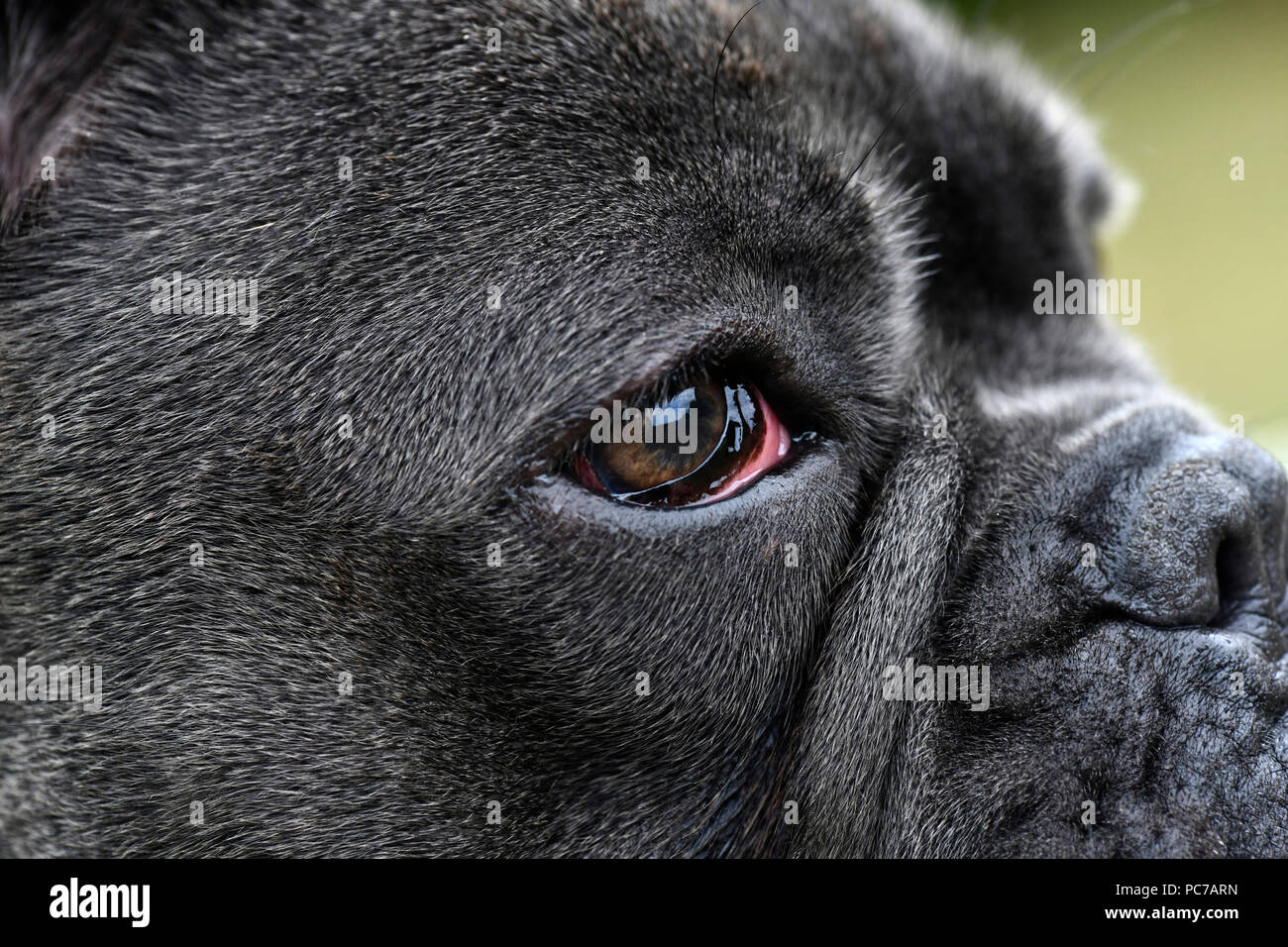 Bulldog Francés azul con malos ojos hinchados debido a una infección ocular  de perros, visto desde el lado de cerca, el enfoque selectivo al espacio  una copia del anuncio Fotografía de stock -