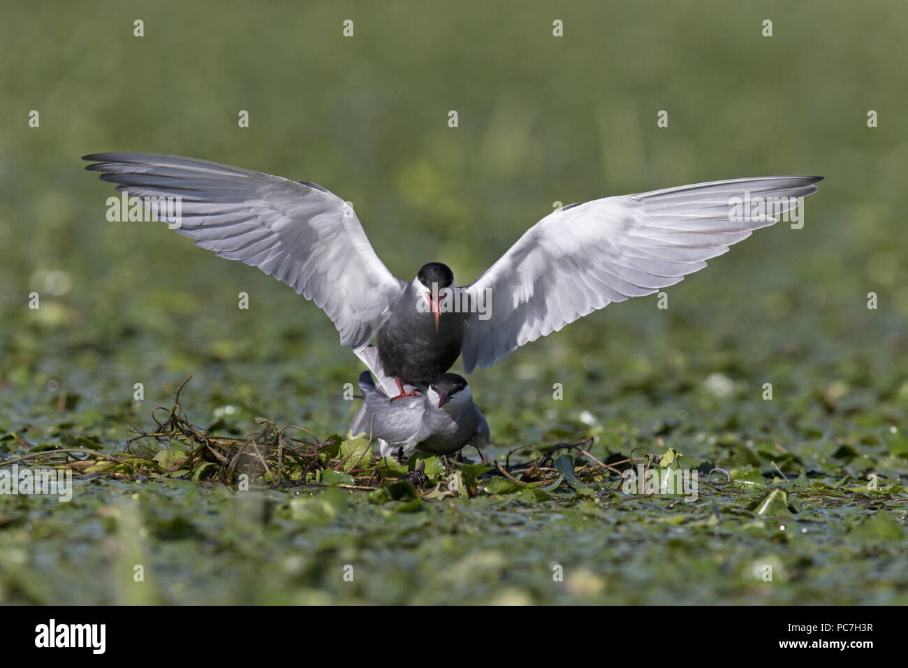 Whiskered Tern (Chlidonias hybrida) verano plumaje adulto, pareja de apareamiento sobre nido entre la vegetación acuática, Delta del Danubio, Rumania, Junio Foto de stock