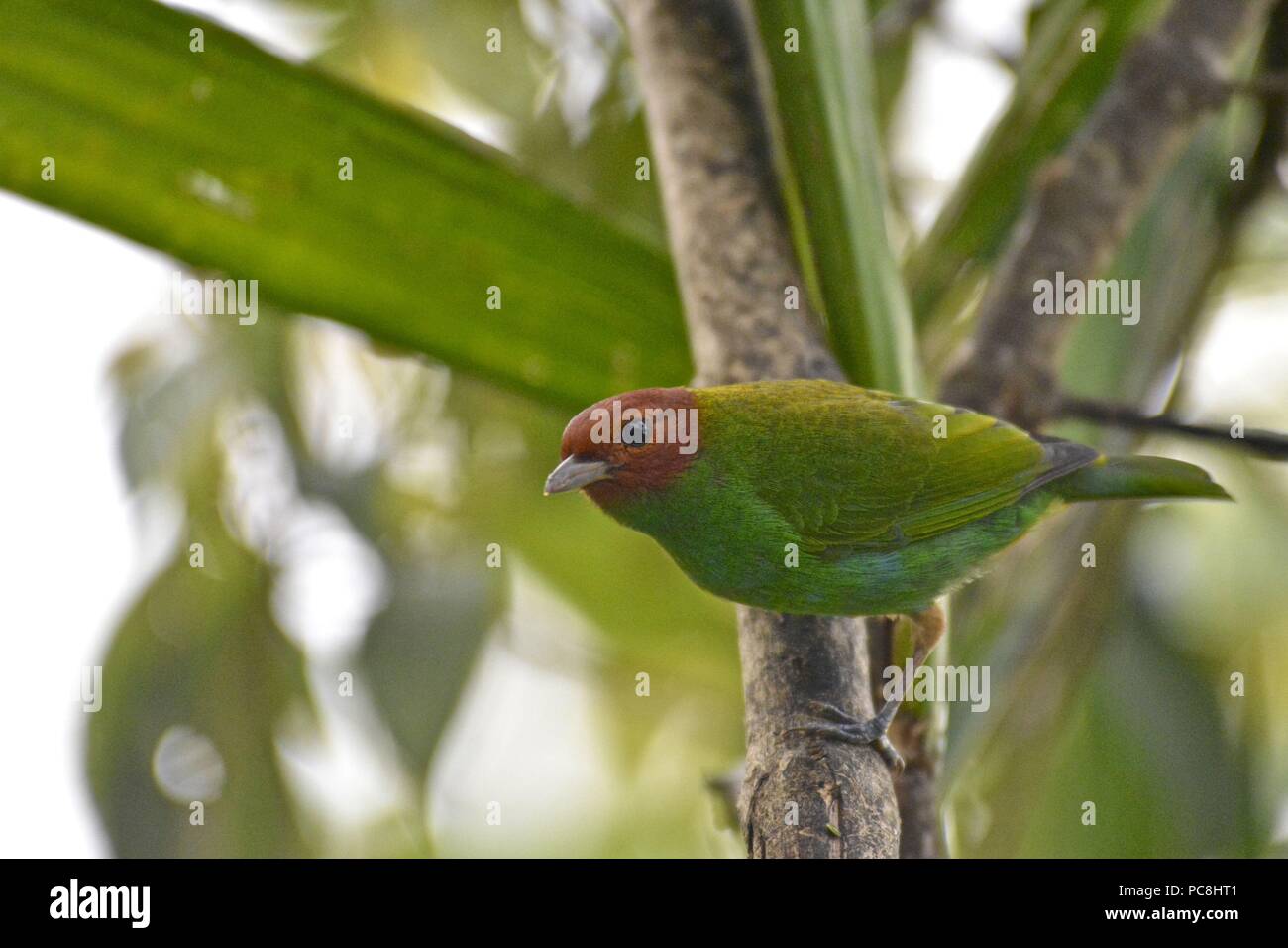 Bay-encabezada Tanager posado en una rama, Tangara gyrola. Foto de stock