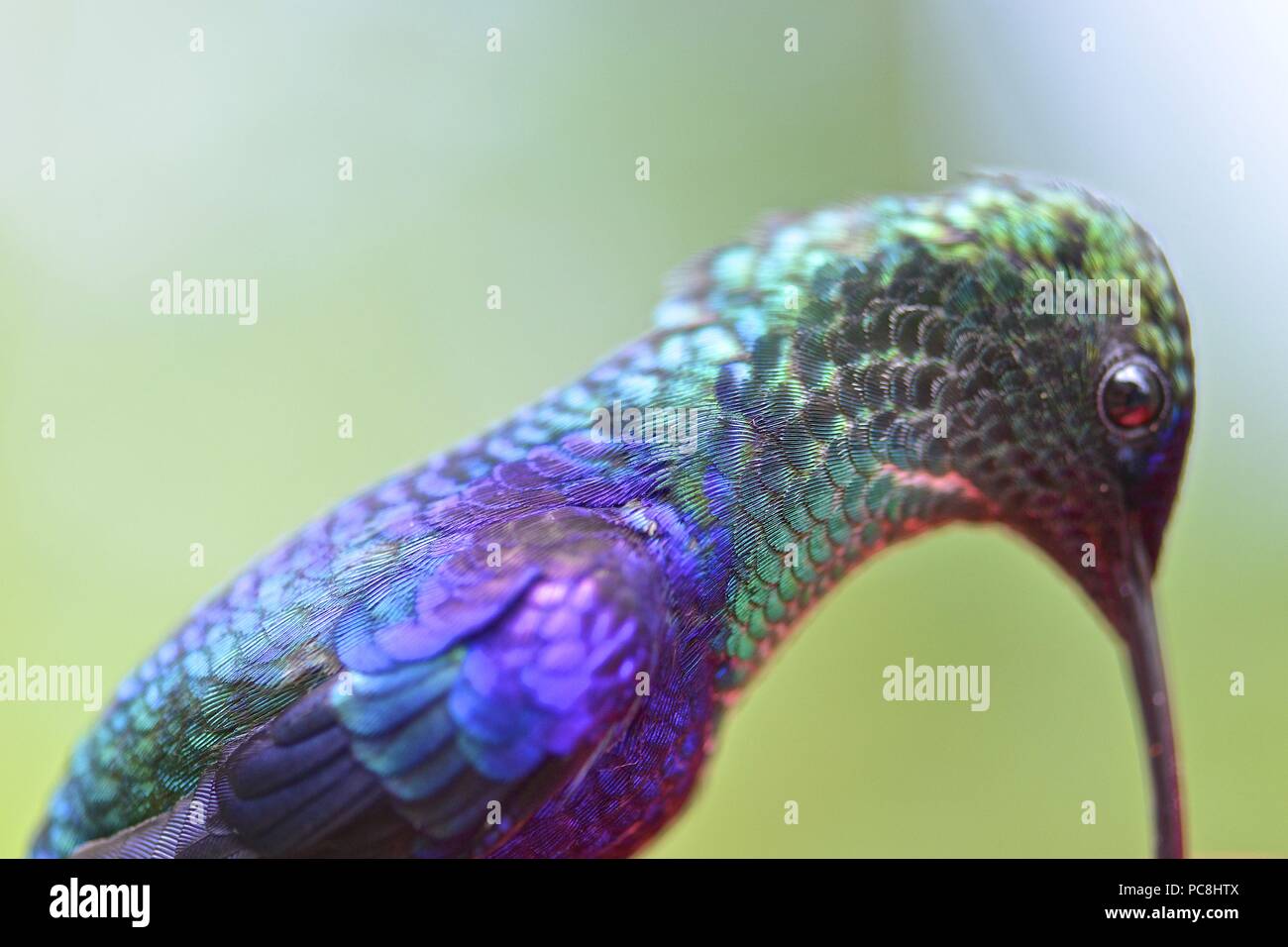 Detalle de un hombre coronado woodnymph colibrí, Thalurania columbica. Foto de stock