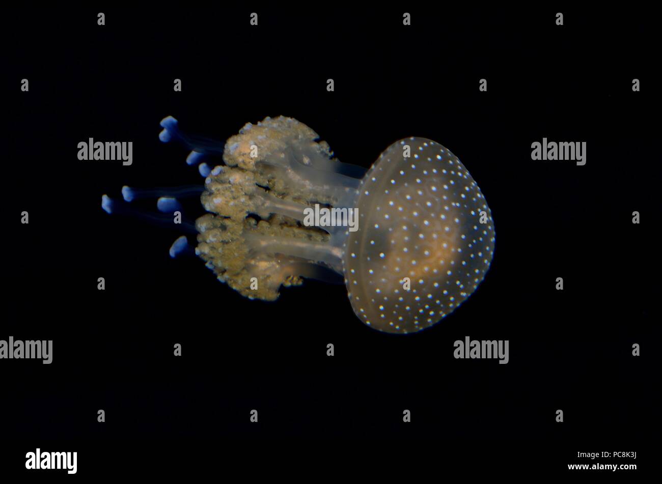 White-spotted medusas, Gepunktete Wurzelmundqualle, Phyllorhiza punctata Foto de stock
