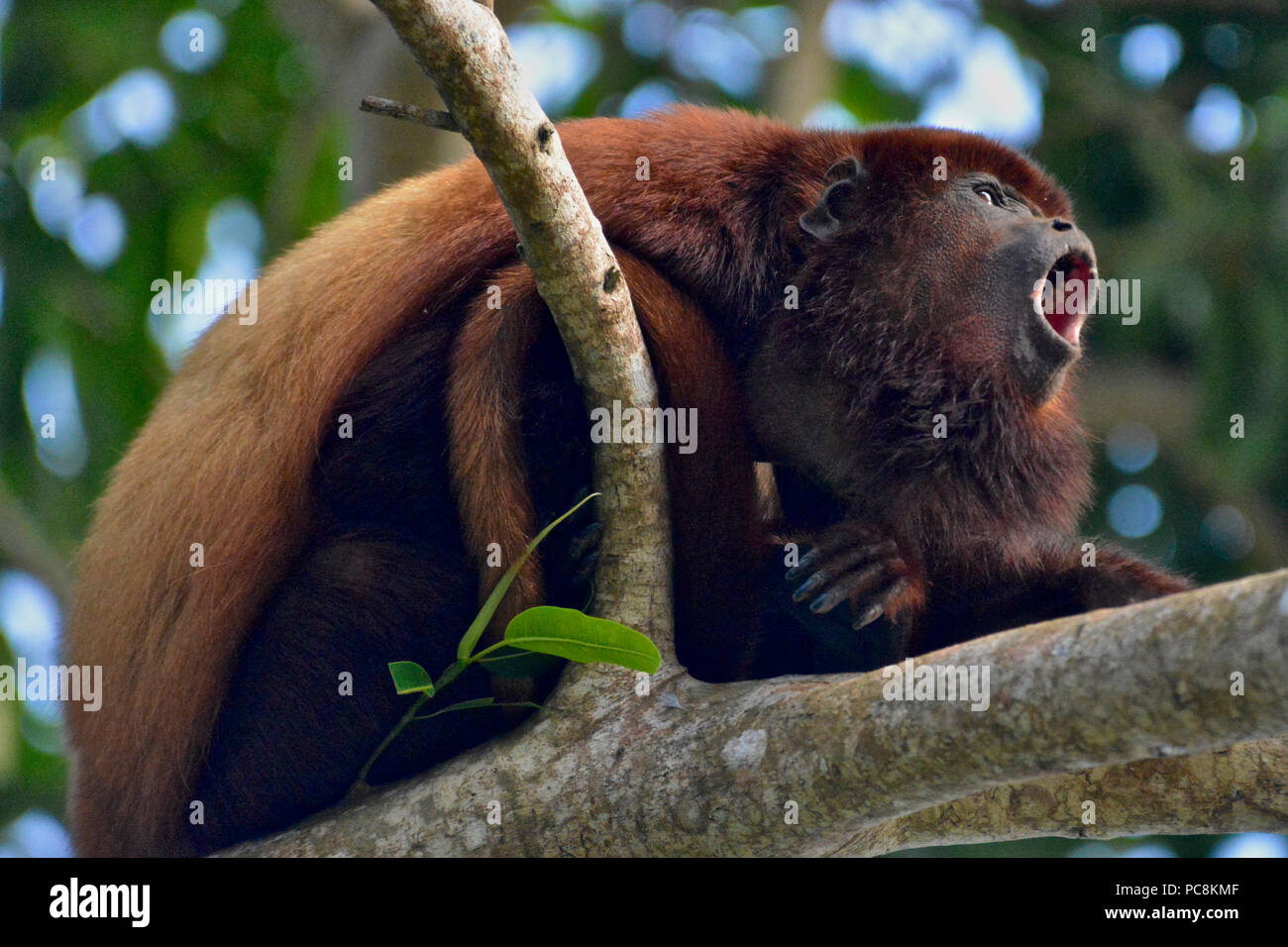 Un mono Aullador, Alouatta seniculus, aúlla en una rama. Foto de stock