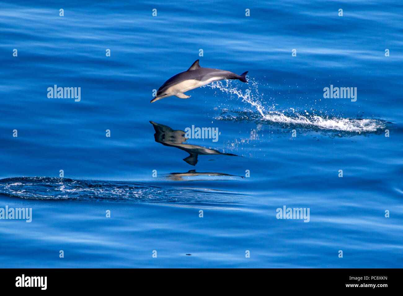 Cortocircuito picuda delfín común Delphinus delphis saltando fuera de la calma azul mar Mediterráneo Foto de stock