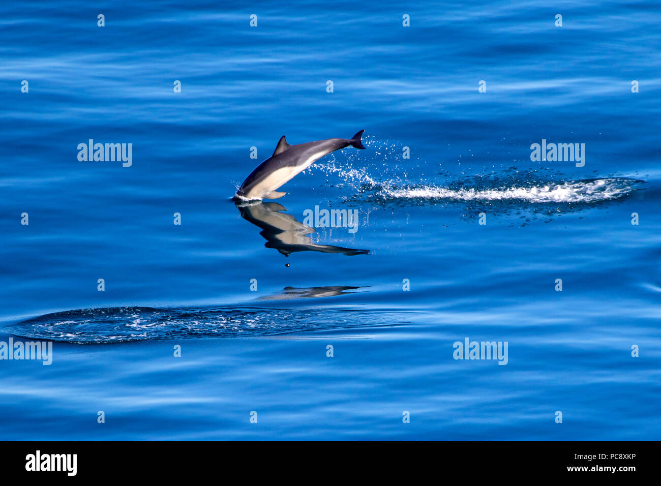 Cortocircuito picuda delfín común Delphinus delphis saltando fuera de la calma azul mar Mediterráneo Foto de stock